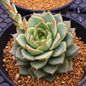 Echeveria Fabiola Tudo Sobre Essa Suculenta