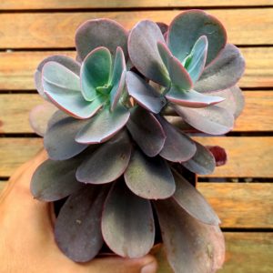 Echeveria Monalisa Tudo Sobre Essa Suculenta