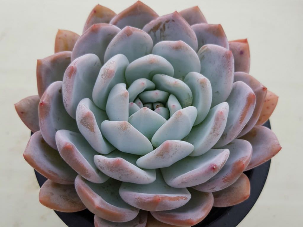 Echeveria Monroe Tudo Sobre Essa Suculenta