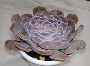 Echeveria Shaviana Pink Frills Um Guia Completo
