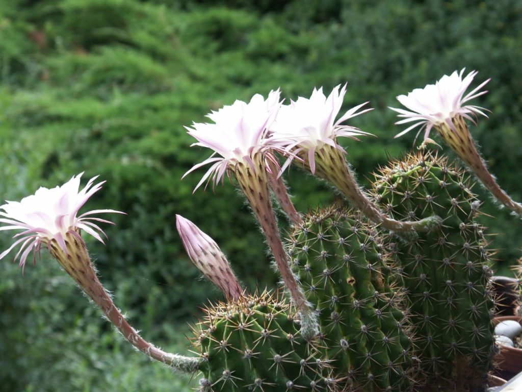 Echinopsis Oxygona Tudo Sobre Esse Cacto