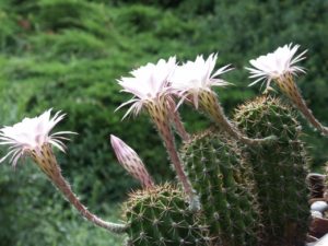 Echinopsis Oxygona Tudo Sobre Esse Cacto