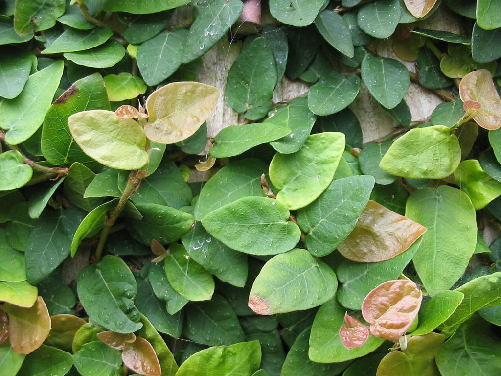 Ficus Pumila Um Guia Completo Desta Planta