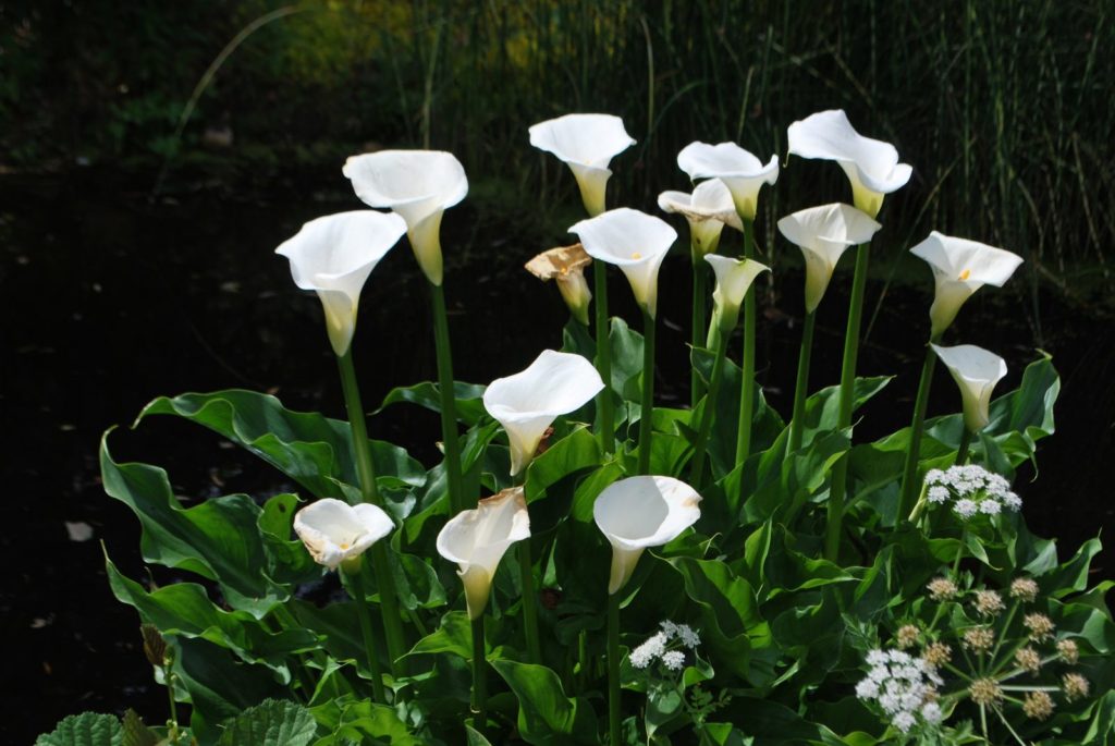 Flor Copo de Leite: Saiba Tudo Sobre Essa Planta