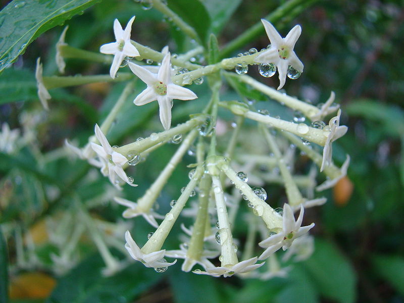 Flor Dama da Noite O Guia Completo Desta Planta