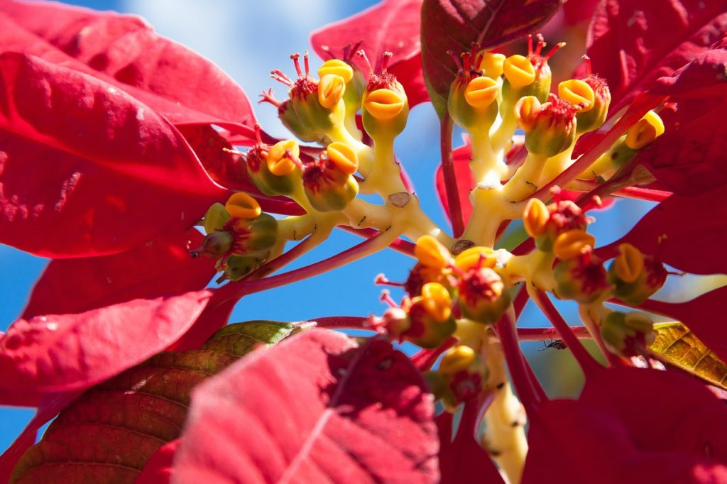 Flor de Natal Um Guia Completo Desta Planta