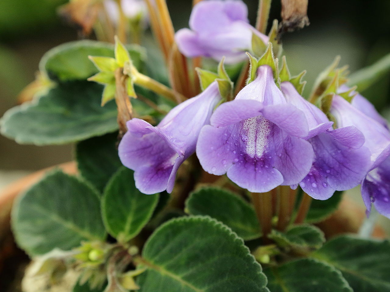 Gloxinia Saiba Tudo Sobre Essa Planta Guia Das Suculentas My Xxx Hot Girl 0202