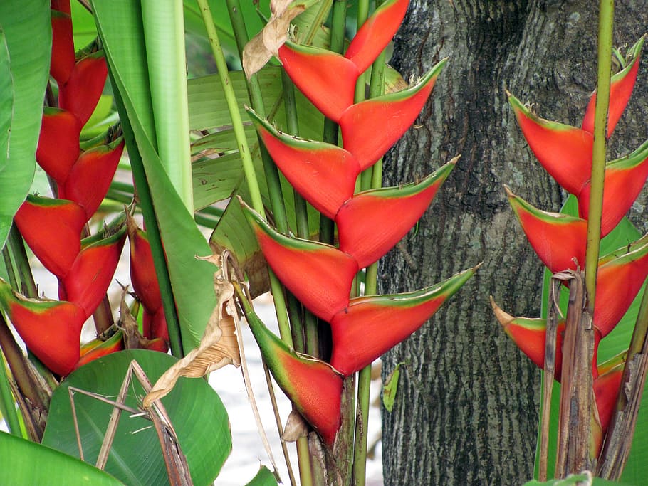 Heliconia Bihai Um Guia Completo Desta Planta