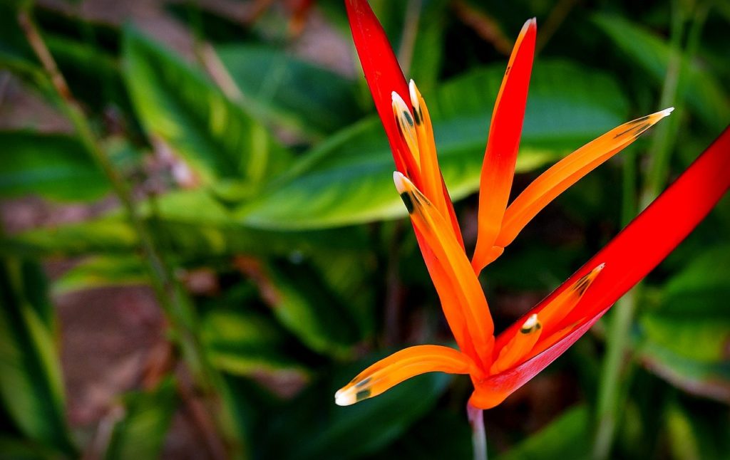 Helicônia Papagaio Guia Completo Desta Planta