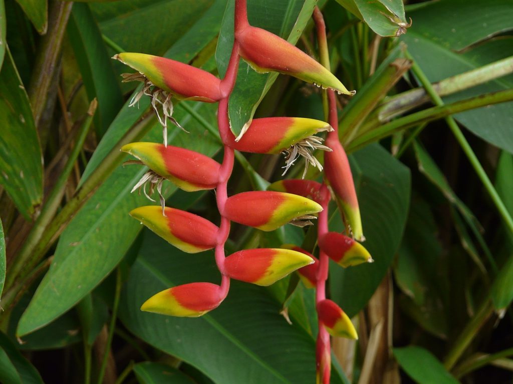 Heliconia Rostrata Saiba Tudo Sobre Essa Planta