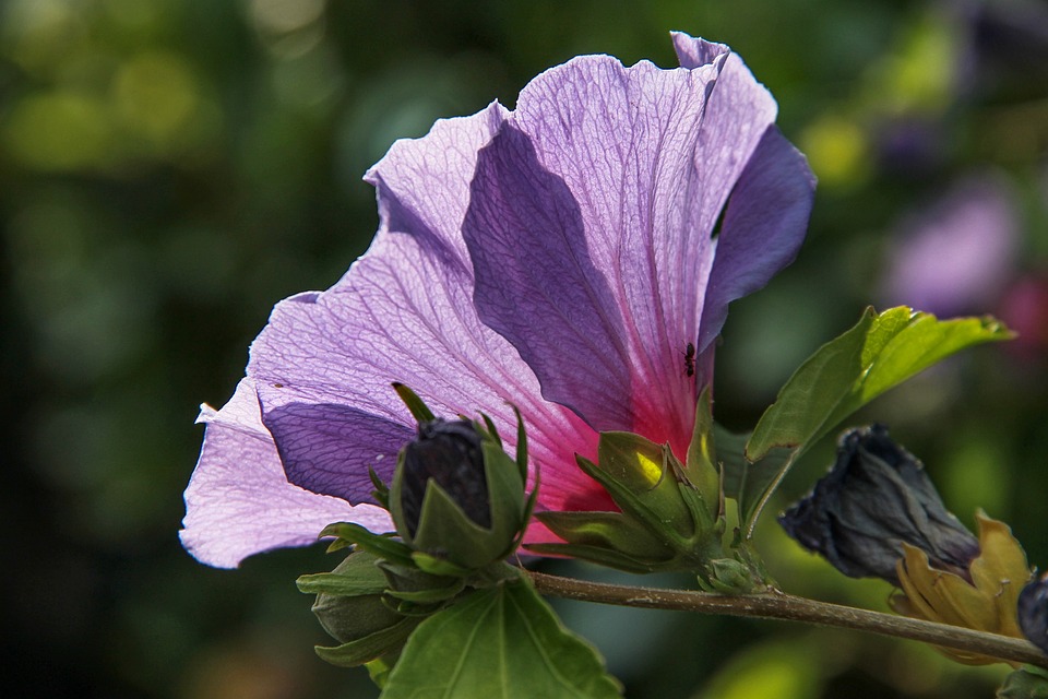 Hibisco da Síria Saiba Tudo Sobre Essa Planta