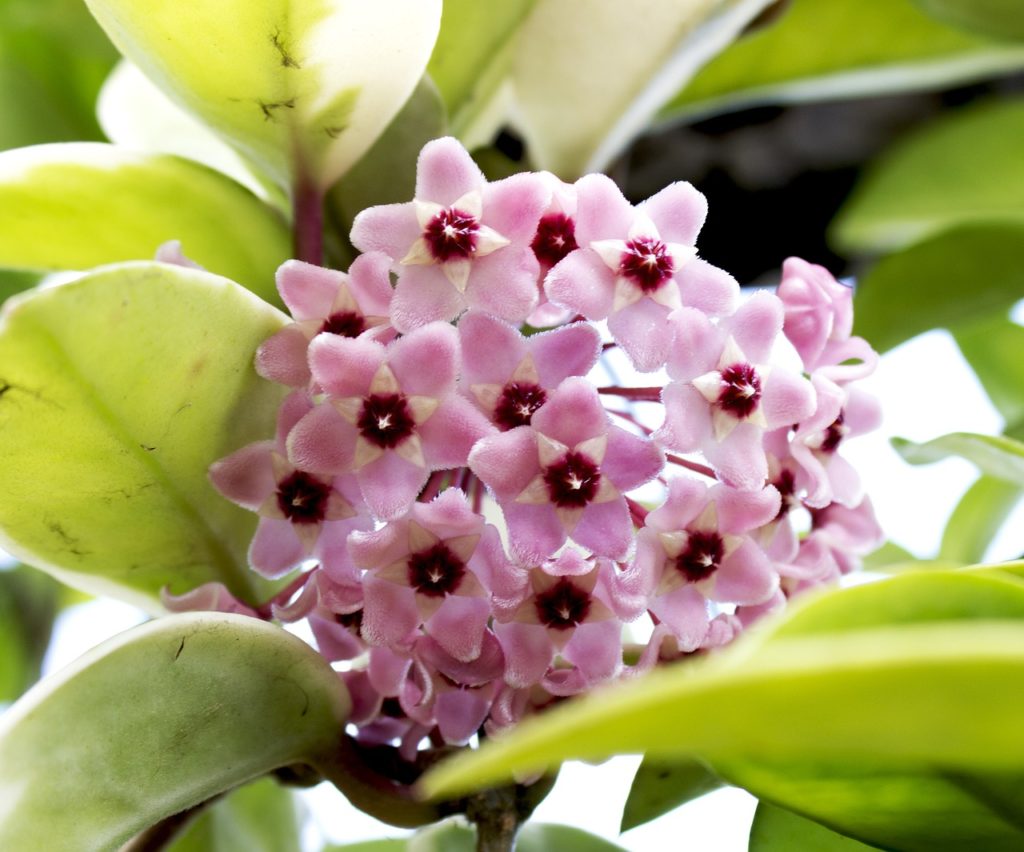 Hoya Carnosa: Saiba Tudo Sobre Essa Planta