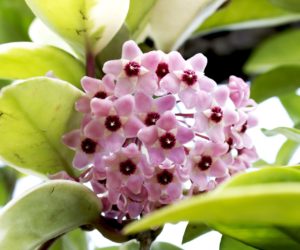 Hoya Carnosa Saiba Tudo Sobre Essa Planta