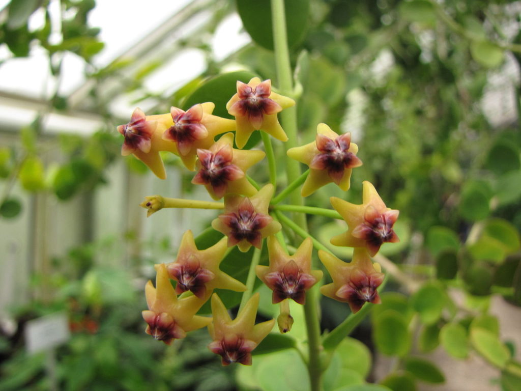 Hoya Cumingiana Um Guia Completo Desta Planta