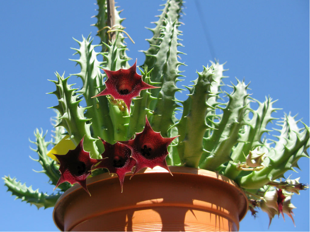 Huernia Keniensis Tudo Sobre Essa Suculenta