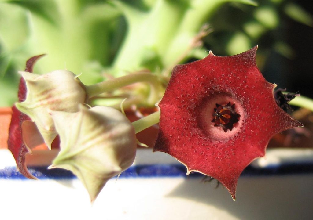 Huernia Macrocarpa Um Guia Desta Suculenta