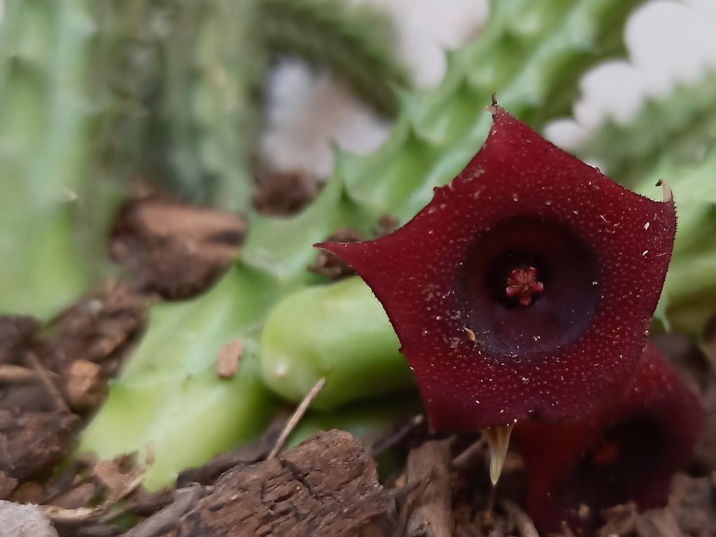 Huernia Schneideriana Um Guia Desta Suculenta