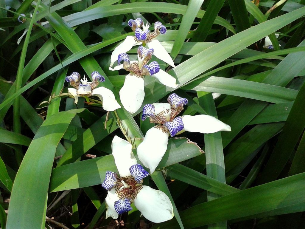 Iris da Praia Um Guia Completo Desta Planta