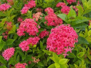 Ixora Saiba Tudo Sobre Essa Planta Incrível