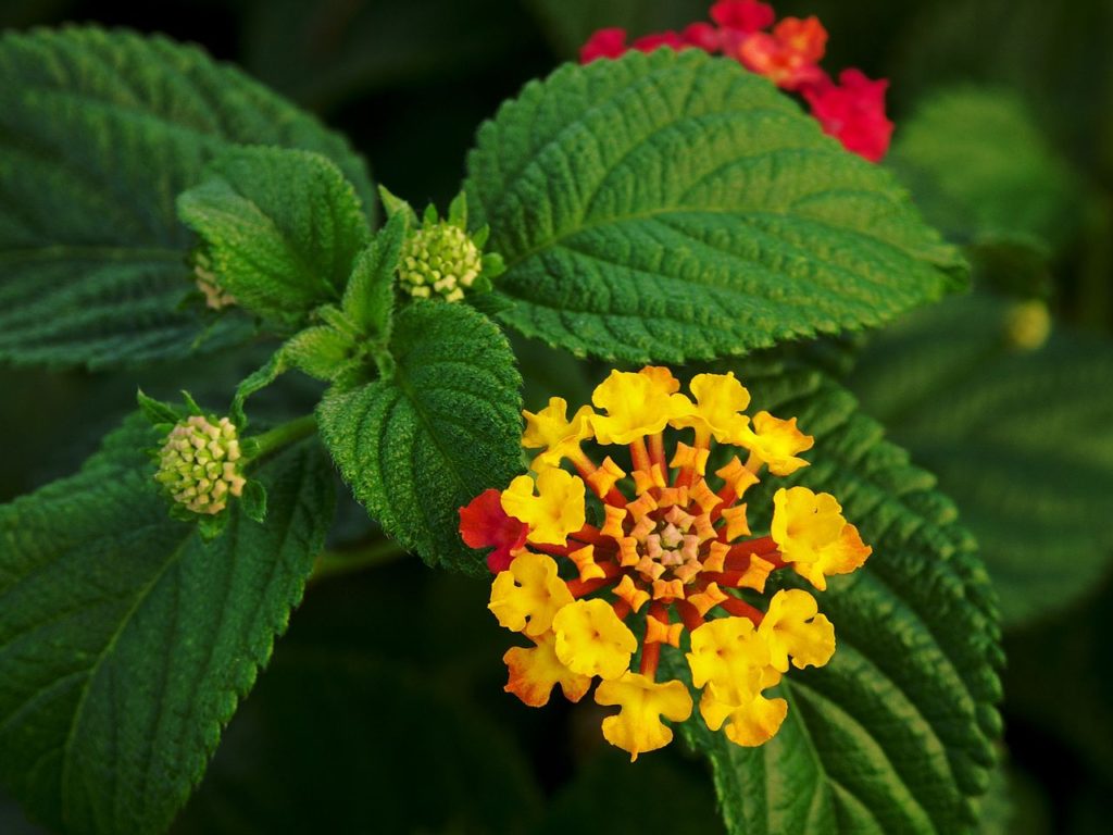 Lantana Camara Um Guia Completo Desta Planta