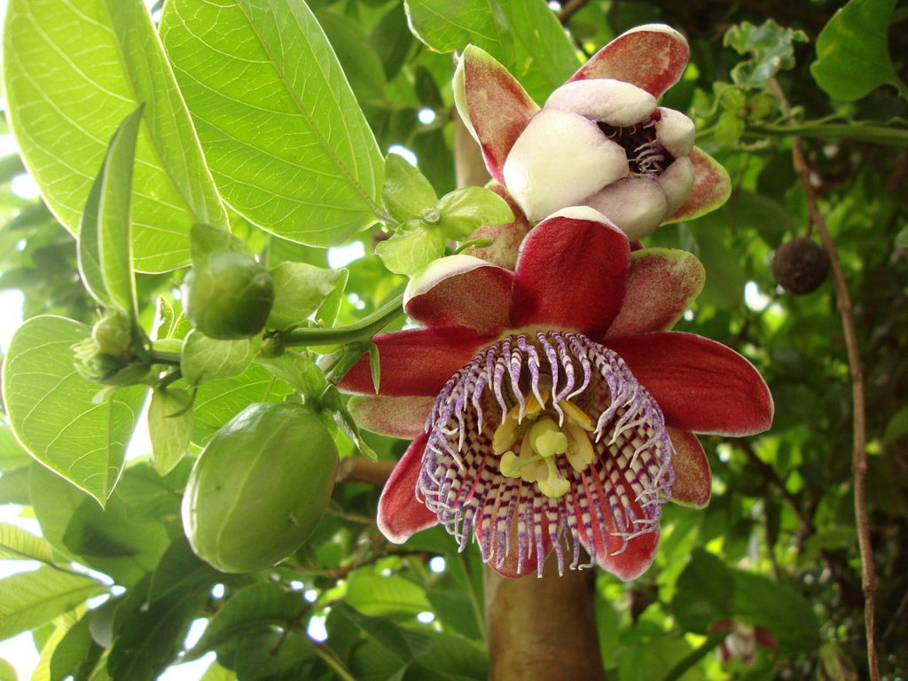 Maracujá Doce Saiba Tudo Sobre Essa Planta