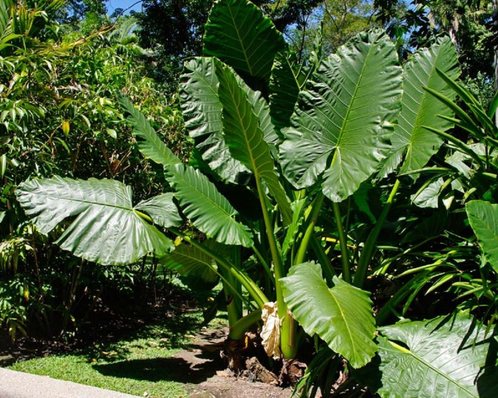 Orelha de Elefante Gigante: Tudo Sobre Essa Planta