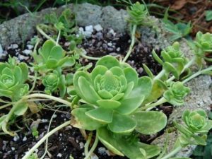Orostachys Malacophylla Um Guia Desta Suculenta