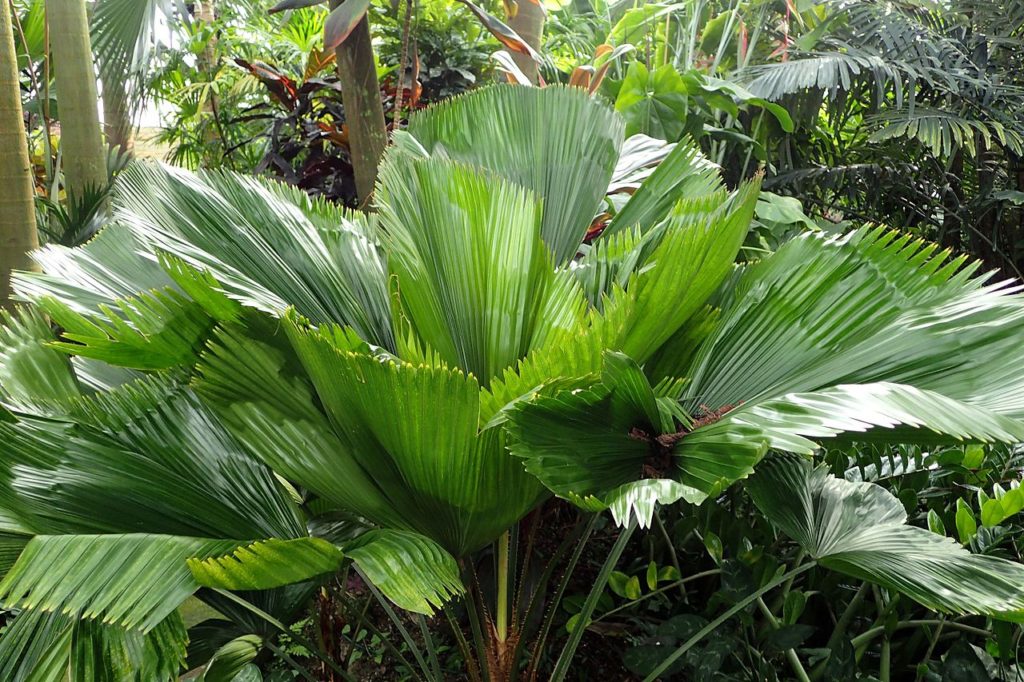 Palmeira Leque Um Guia Completo Desta Planta