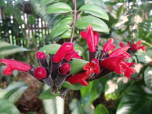Planta Batom Um Guia Completo Desta Planta