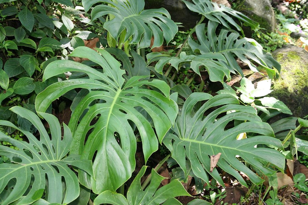 Planta Costela de Adão Tudo Sobre Essa Planta