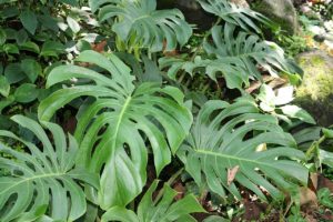 Planta Costela de Adão Tudo Sobre Essa Planta