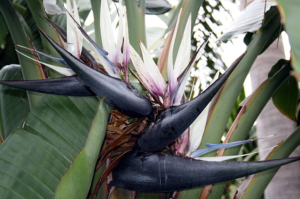 Strelitzia Nicolai: Inflorescência, brácteas e flores 