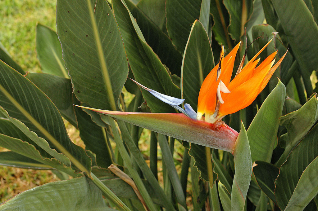 Strelitzia Saiba Tudo Sobre Essa Planta Magnífica