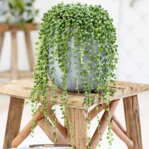 Suculenta Colar de Azeitona Um Guia Completo