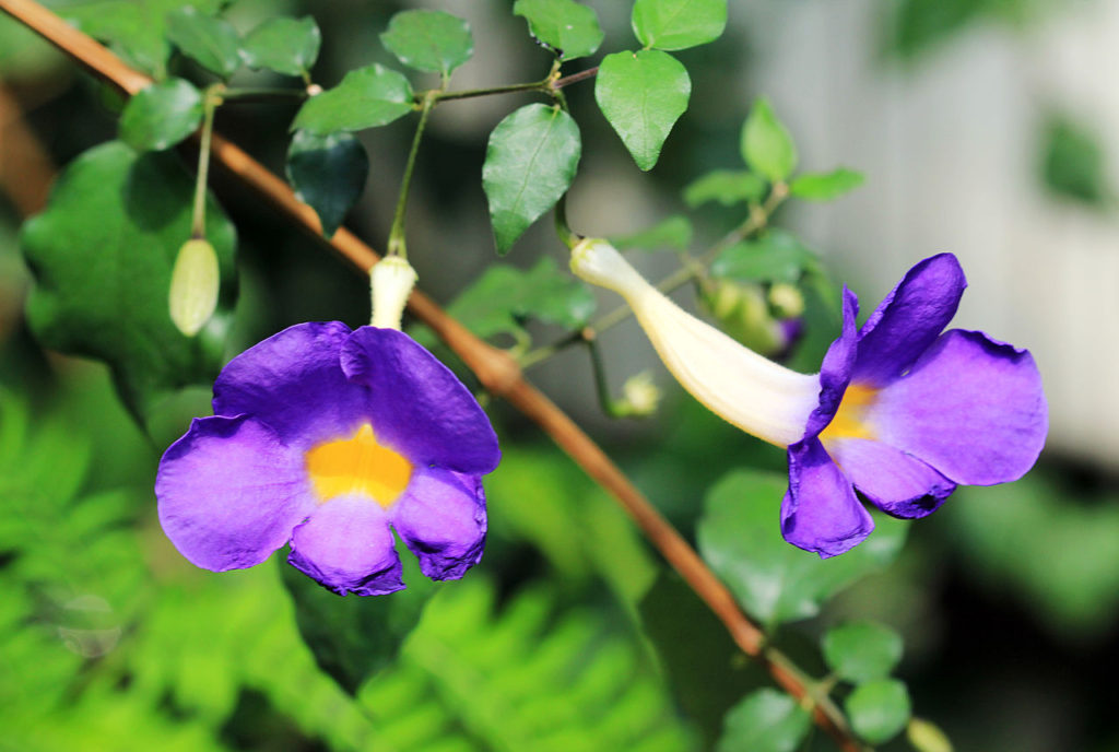 Tumbergia Arbustiva: Tudo Sobre Essa Planta