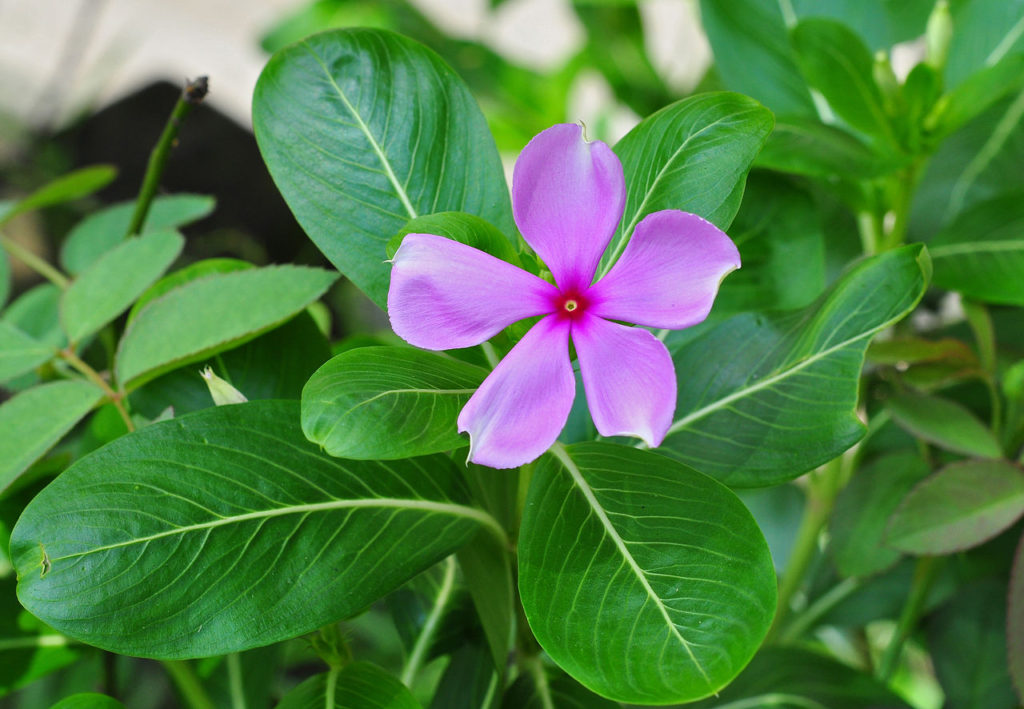 Vinca: Saiba Tudo Sobre Essa Planta Linda