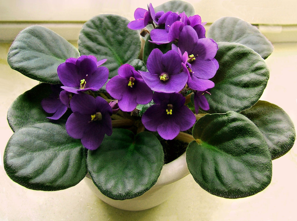 Violeta Africana Saiba Tudo Sobre Essa Planta