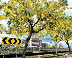 Acácia Imperial Um Guia Completo Desta Planta