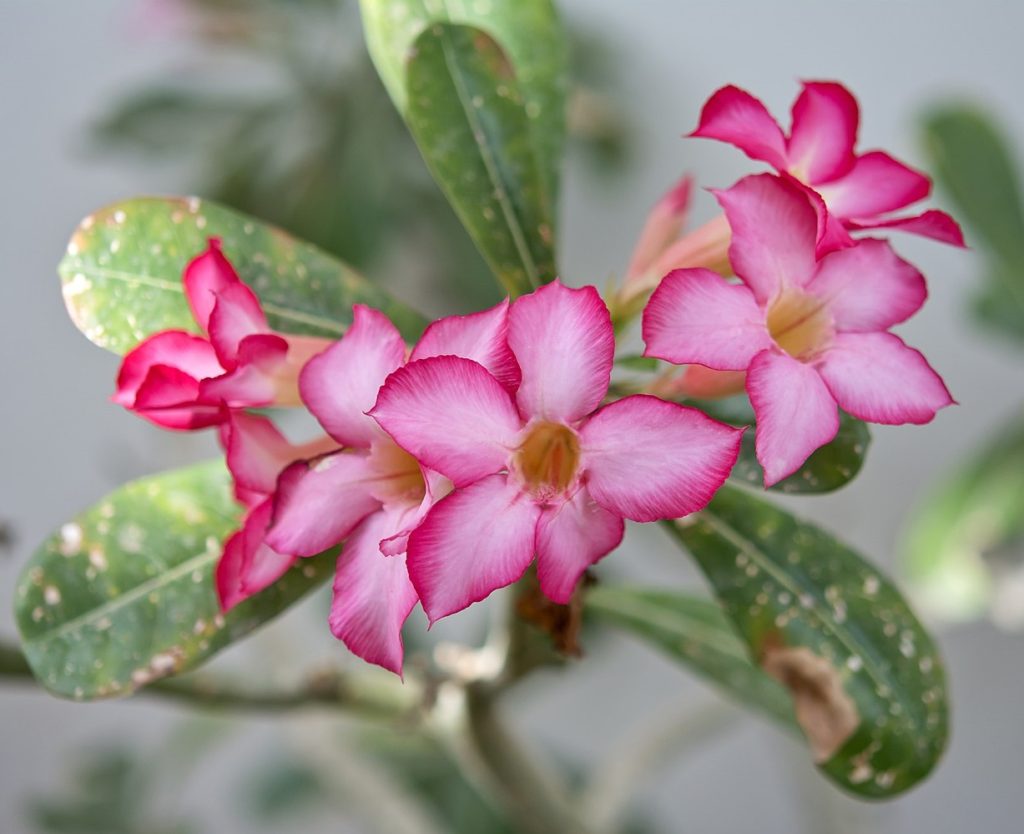 Adenium Obesum