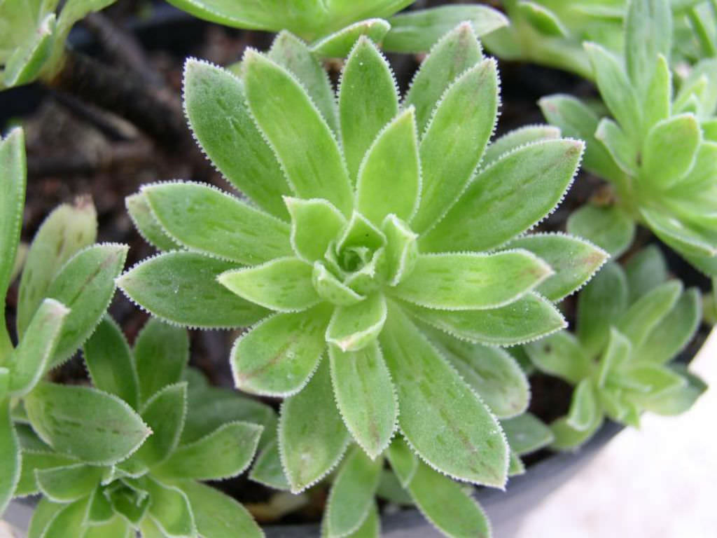 Aeonium Simsii Um Guia Desta Suculenta