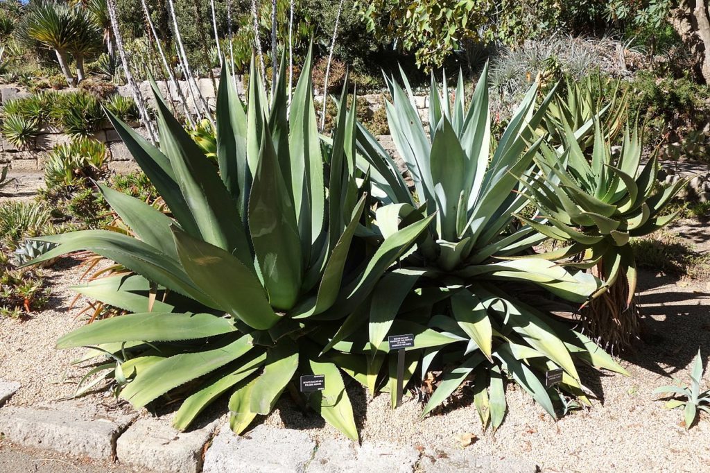 Agave Azul Um Guia Completo Desta Suculenta