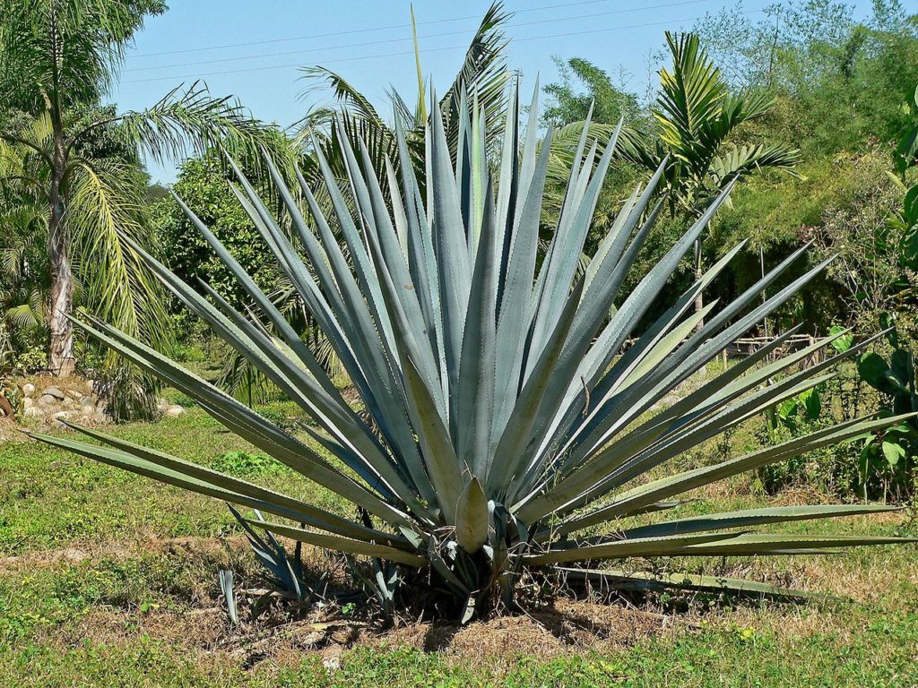 Agave Tequilana: Tudo Sobre Essa Suculenta 