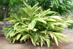 Alpinia Zerumbet Um Guia Completo Desta Planta