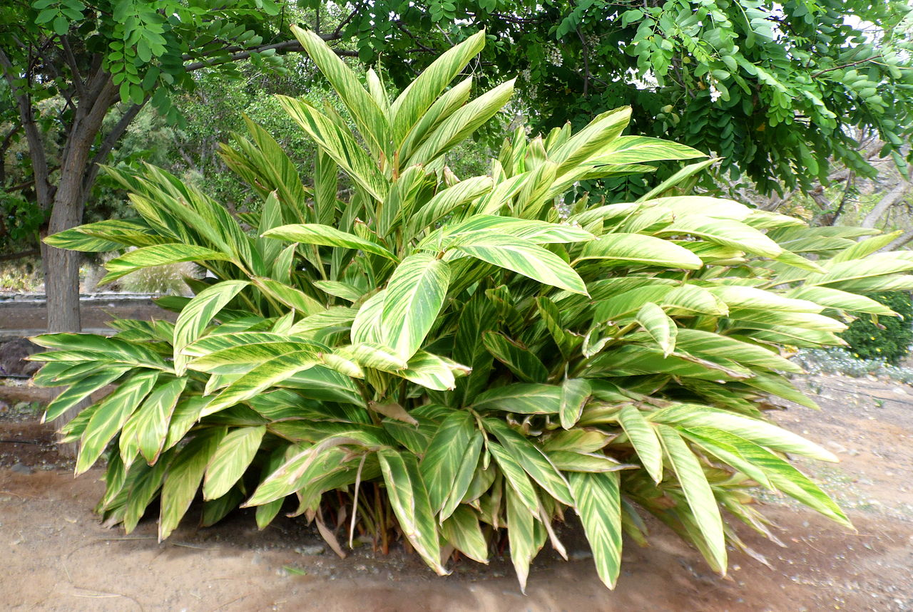 Alpinia Zerumbet Um Guia Completo Desta Planta - Guia das Suculentas