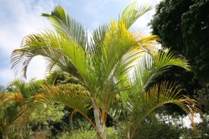 Areca Bambu Um Guia Completo Desta Planta