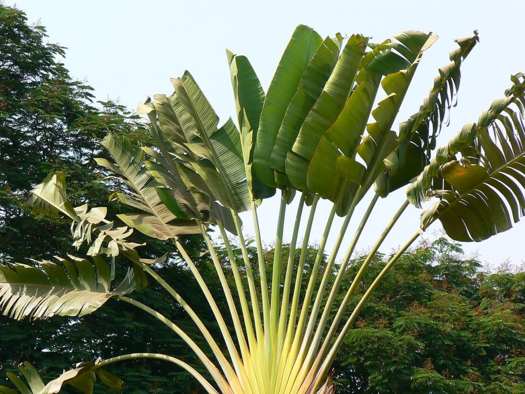 Árvore do Viajante Saiba Tudo Sobre Essa Planta