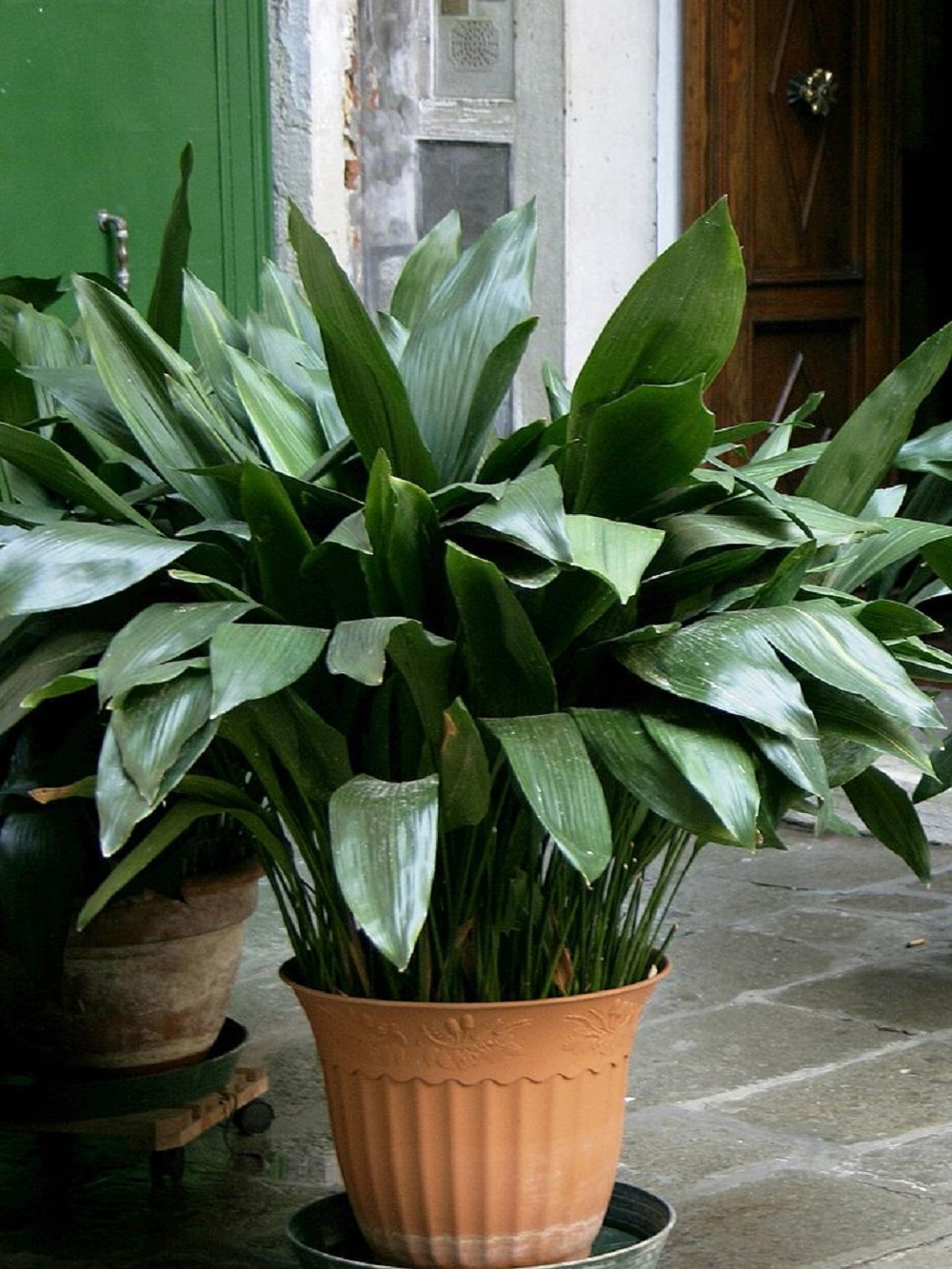 Iron Plant Aspidistra Elatior