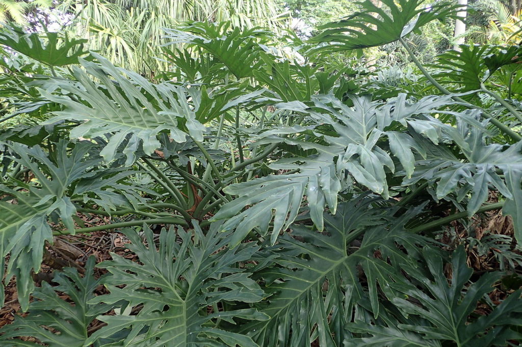 Banana de Macaco: Saiba Tudo Sobre Essa Planta