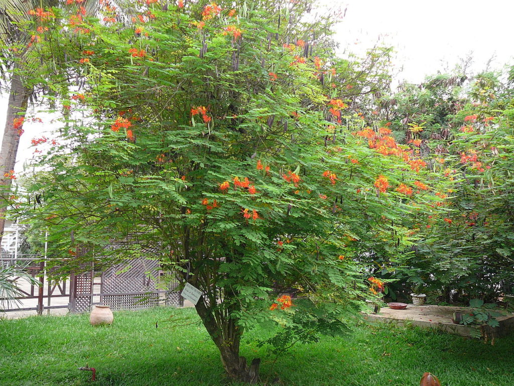 Caesalpinia Pulcherrima: Tudo Sobre Essa Planta