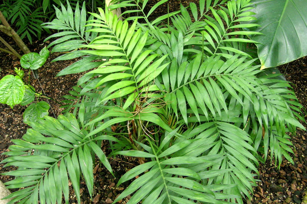 Camedórea Elegante: Tudo Sobre Essa Planta 